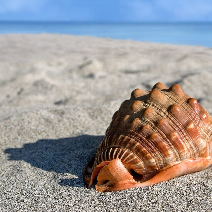 sea-shell-6495338_1280